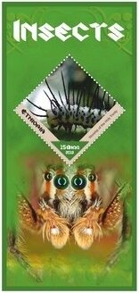 Fauna Insects