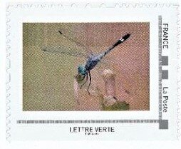 Banded Damselfly (Calopteryx splendens)
