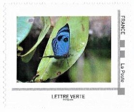 Blue Morpho (Morpho Achilles)
