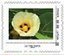 Stamp, Catalpa bignoniodes tree, France,  , Flowers, Plants (Flora), Trees