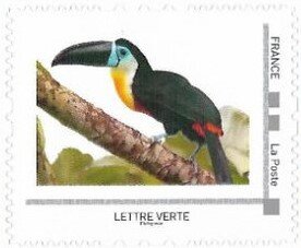 Channel billed toucan (Ramphastos vitellinua)