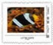 Clown Fish