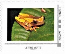 Clown Tree Frog (Hyla leucophylata)
