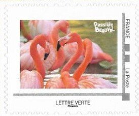 Cuban Flamingos