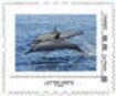 Dolphins
