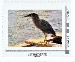 Green heron (Butorides striata)