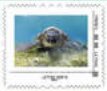 Green Sea Turtle (Chelonia mydas)