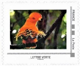 Guyanian Cock-of-the-rock (Rupicola rupicola)