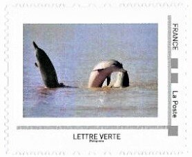 Guyanian Dolphins (Sotalia guianensisa)