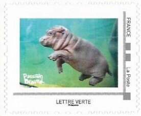 Hippo