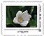 Stamp, Magnolia grandiflora, France,  , Flowers, Plants (Flora)