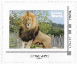 Male African Lion