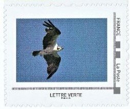 Osprey (Pandion haliaedus)