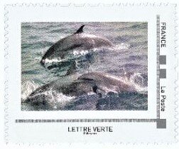 Pantropical Spotted Dolphin (Stenella attenuata)