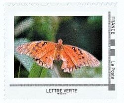 Passion Butterfly (Agraulis vanillae)