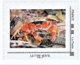 Red Land Crab (Gecarcinus lateralis)