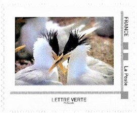 Sandwich Tern (Thalasseus sandvicensis)