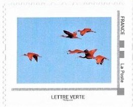 Scarlet Ibis (Eudocimus ruber)