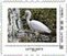 Snowy Egret (Egretta thula)