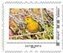 Yellow Warbler (Setophaga petechia)