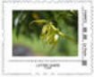 Ylang-ylang