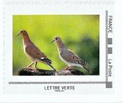 Zenaida Dove (Zenaida aurita)