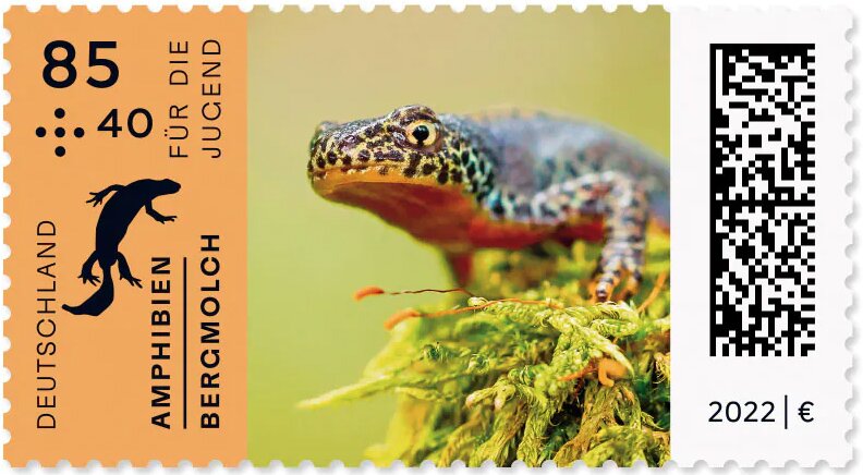 Alpine Newt (Ichthyosaura alpestris)