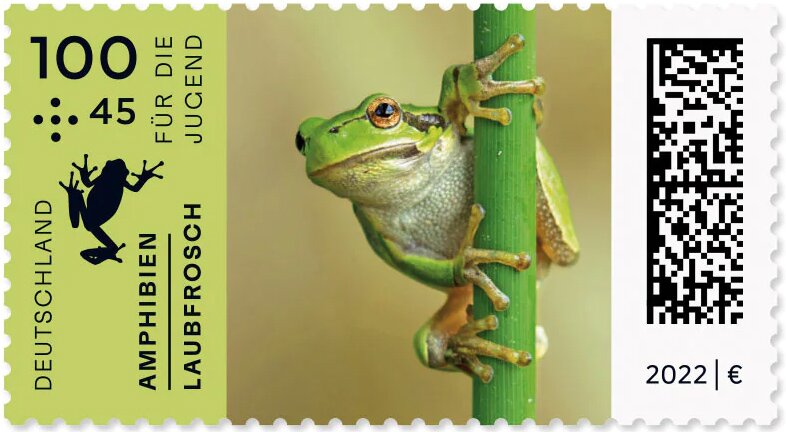 European Tree Frog (Hyla arborea)