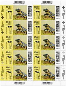 Full Pane, Fire Salamander (Salamandra salamandra), Germany, Federal Republic,  , Amphibians, Animals (Fauna), Lizards, Salamander