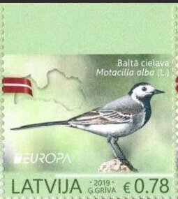 White Wagtail (Motacilla alba)