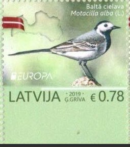 White Wagtail (Motacilla alba)
