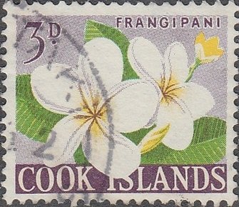 Frangipani