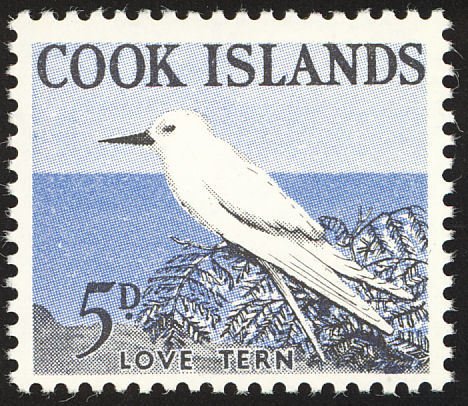 White Tern (Gygis alba)