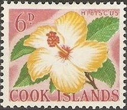 Hibiscus