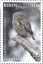 Glaucidium radiatum