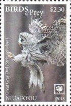 Strix nebulosa