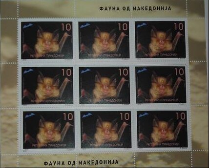 Mediterranean Horseshoe Bat (Rhinolophus euryale)