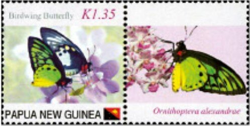 Birdwing Butterfly
