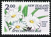 Mount Cook Daisy