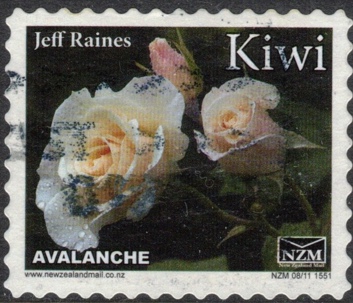 Rose, Avalanche - Small Format