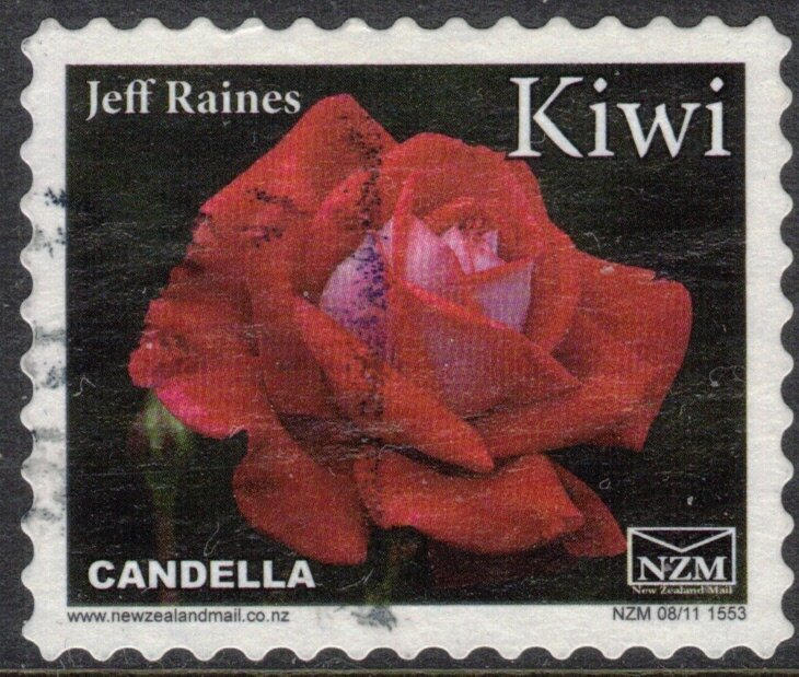 Rose, Candella - Small Format
