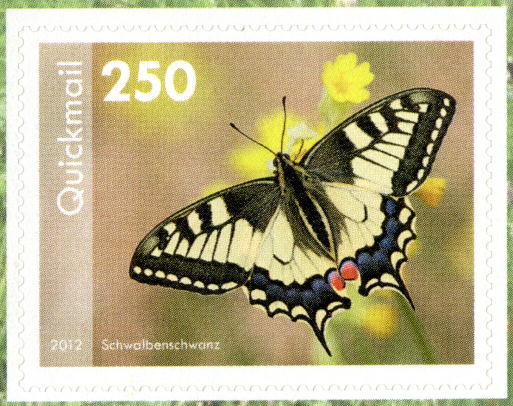 Swallowtail