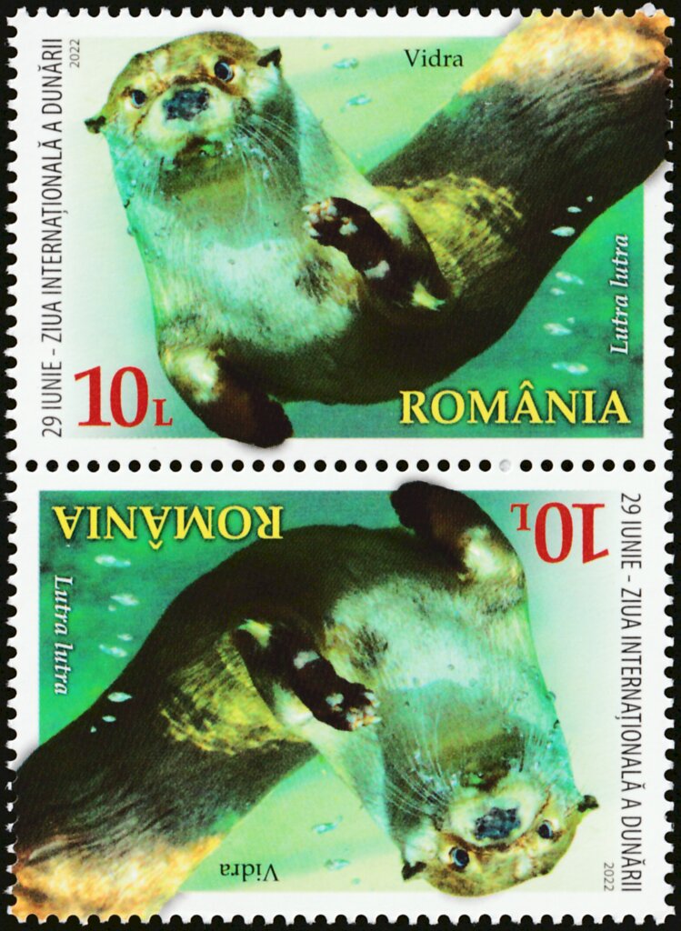 Eurasian Otter (Lutra lutra)