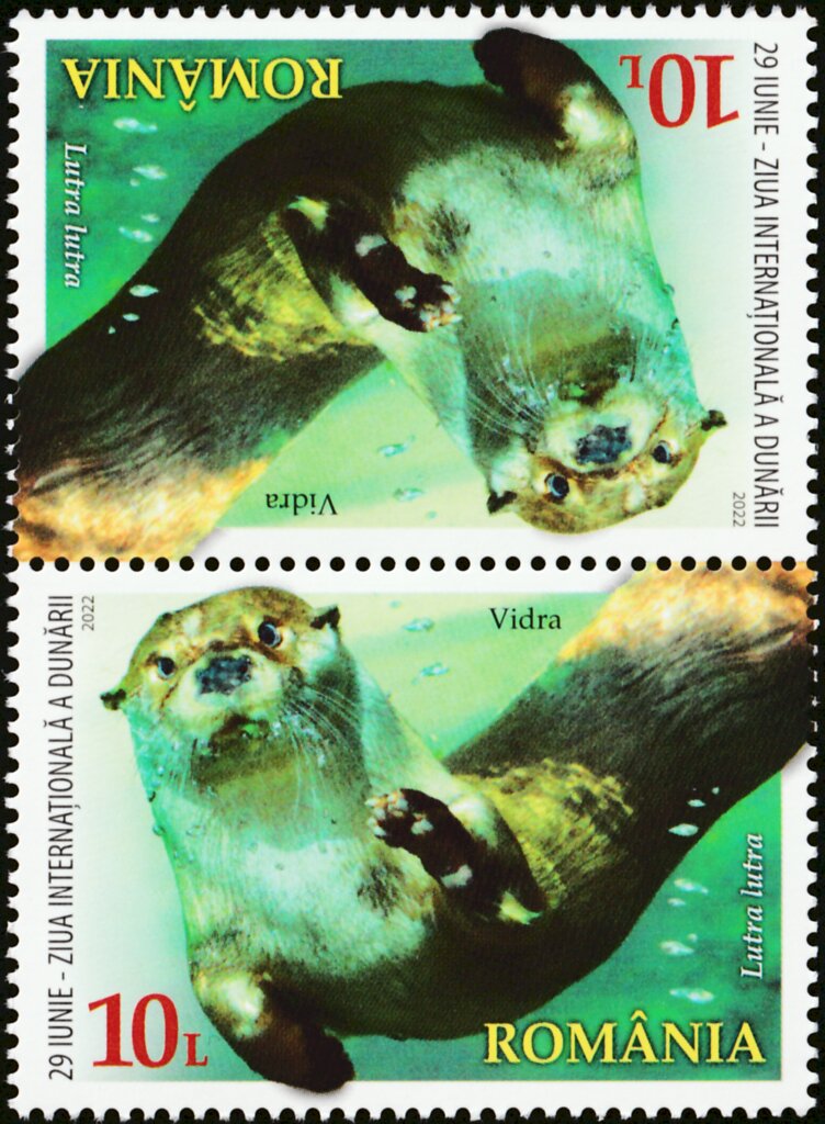 Eurasian Otter (Lutra lutra)