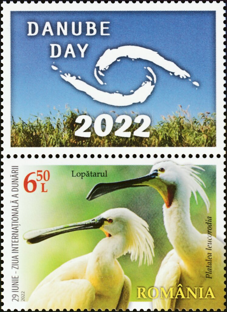 Eurasian Spoonbill (Platalea leucorodia)