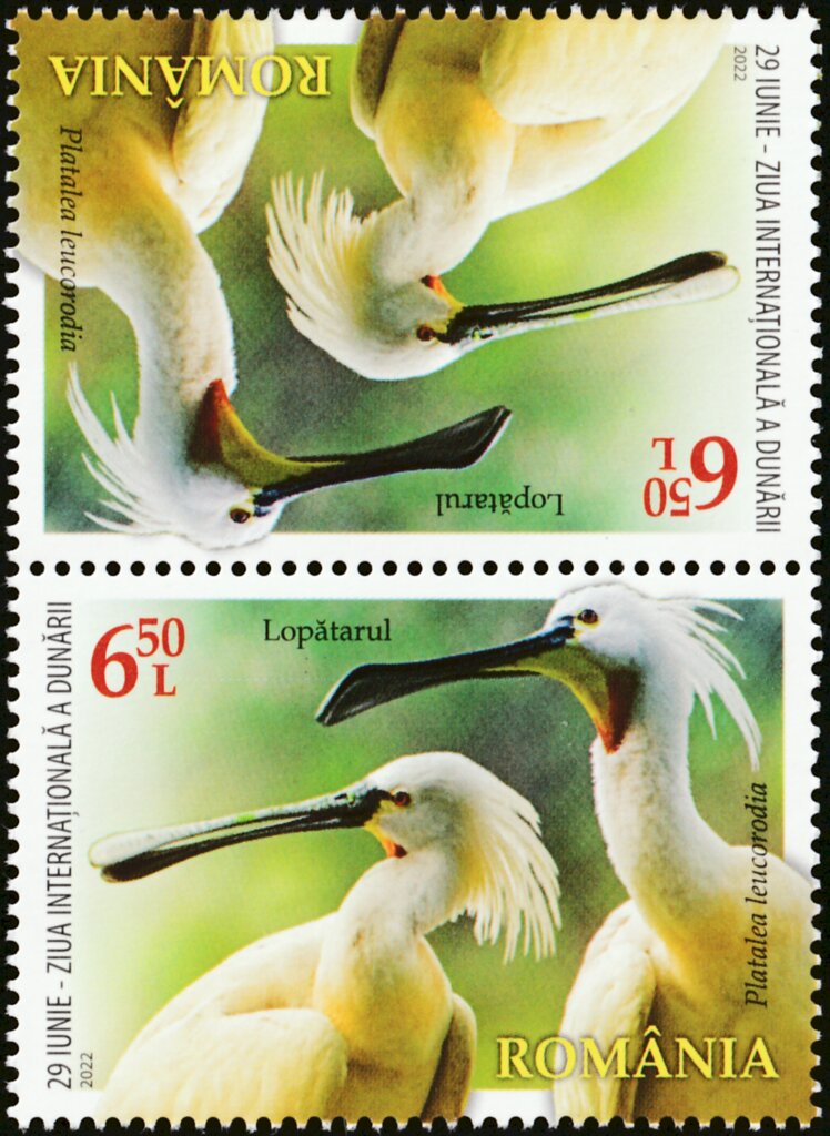 Eurasian Spoonbill (Platalea leucorodia)