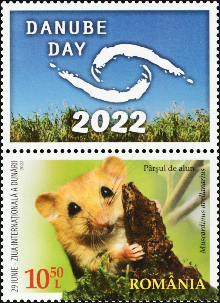 Hazel Dormouse (Muscardinus avellanarius)