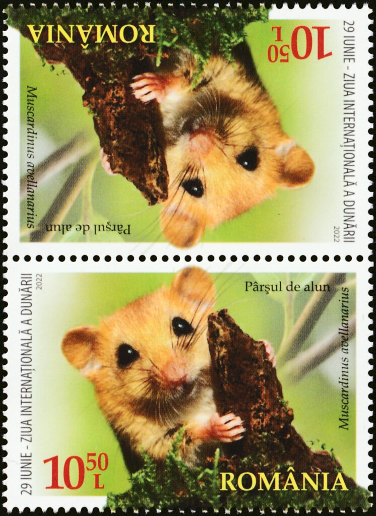 Hazel Dormouse (Muscardinus avellanarius)