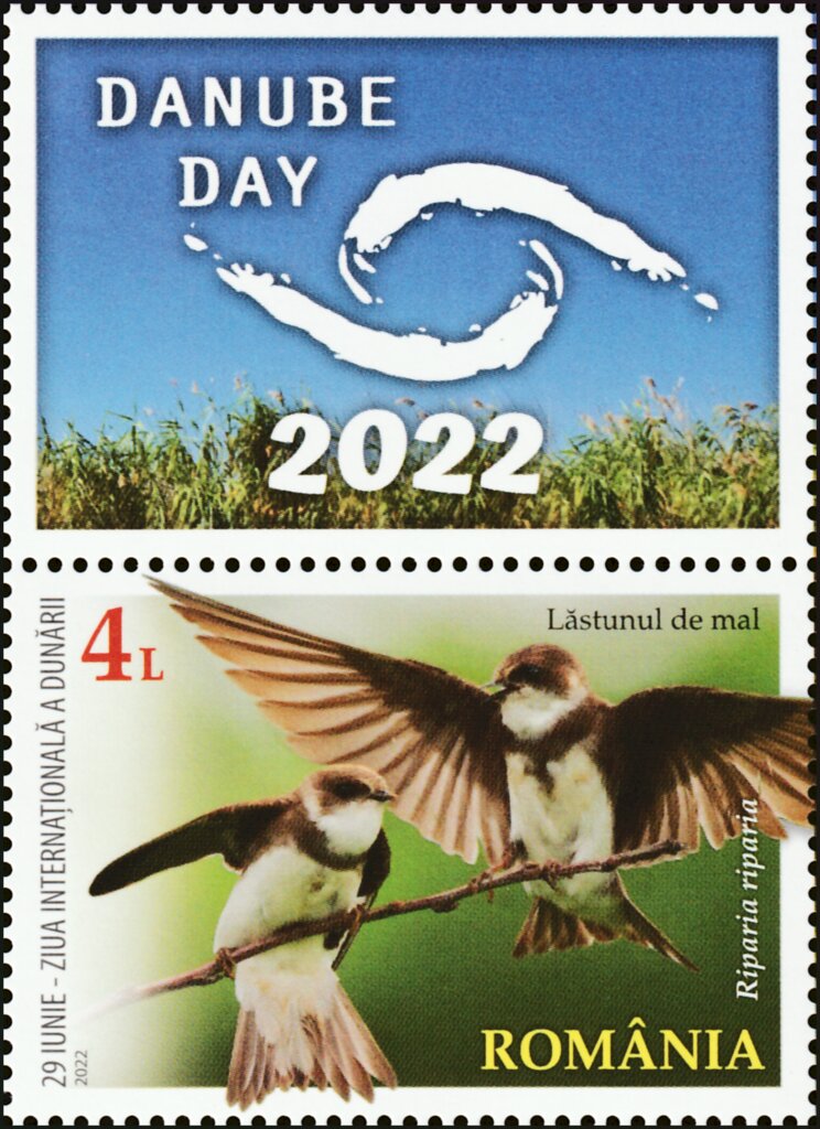 Sand Martin (Riparia riparia)