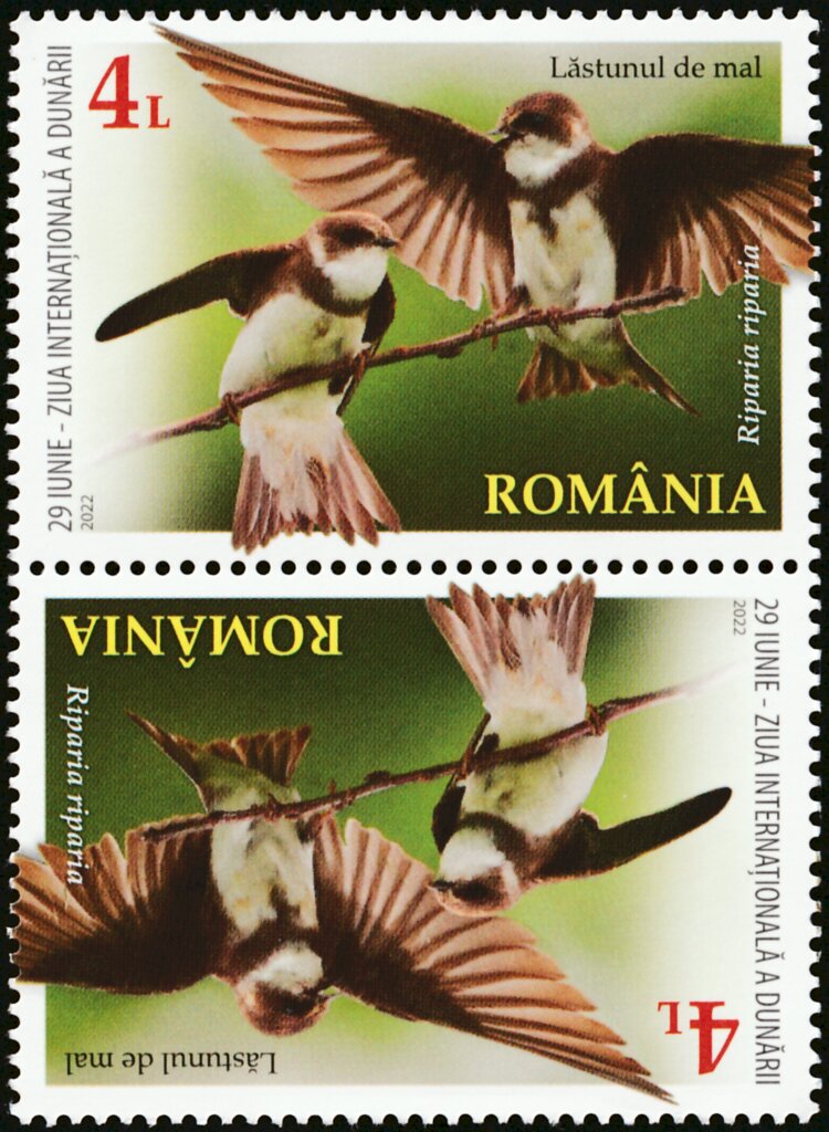 Sand Martin (Riparia riparia)